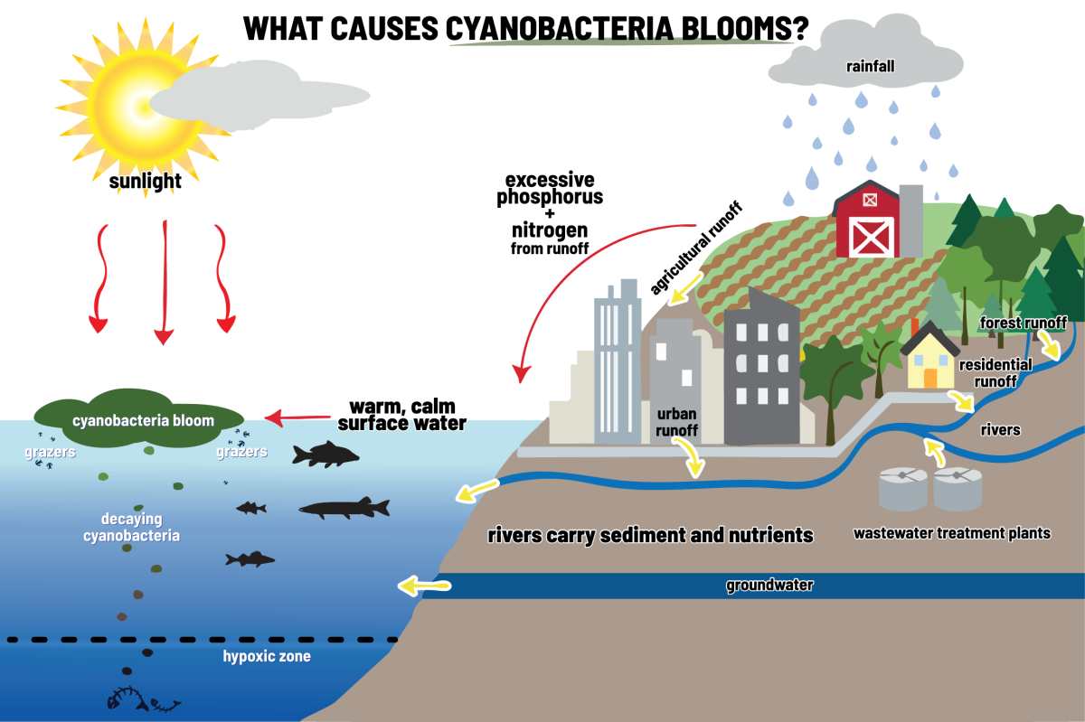  What causes Cyanobacteria Blooms