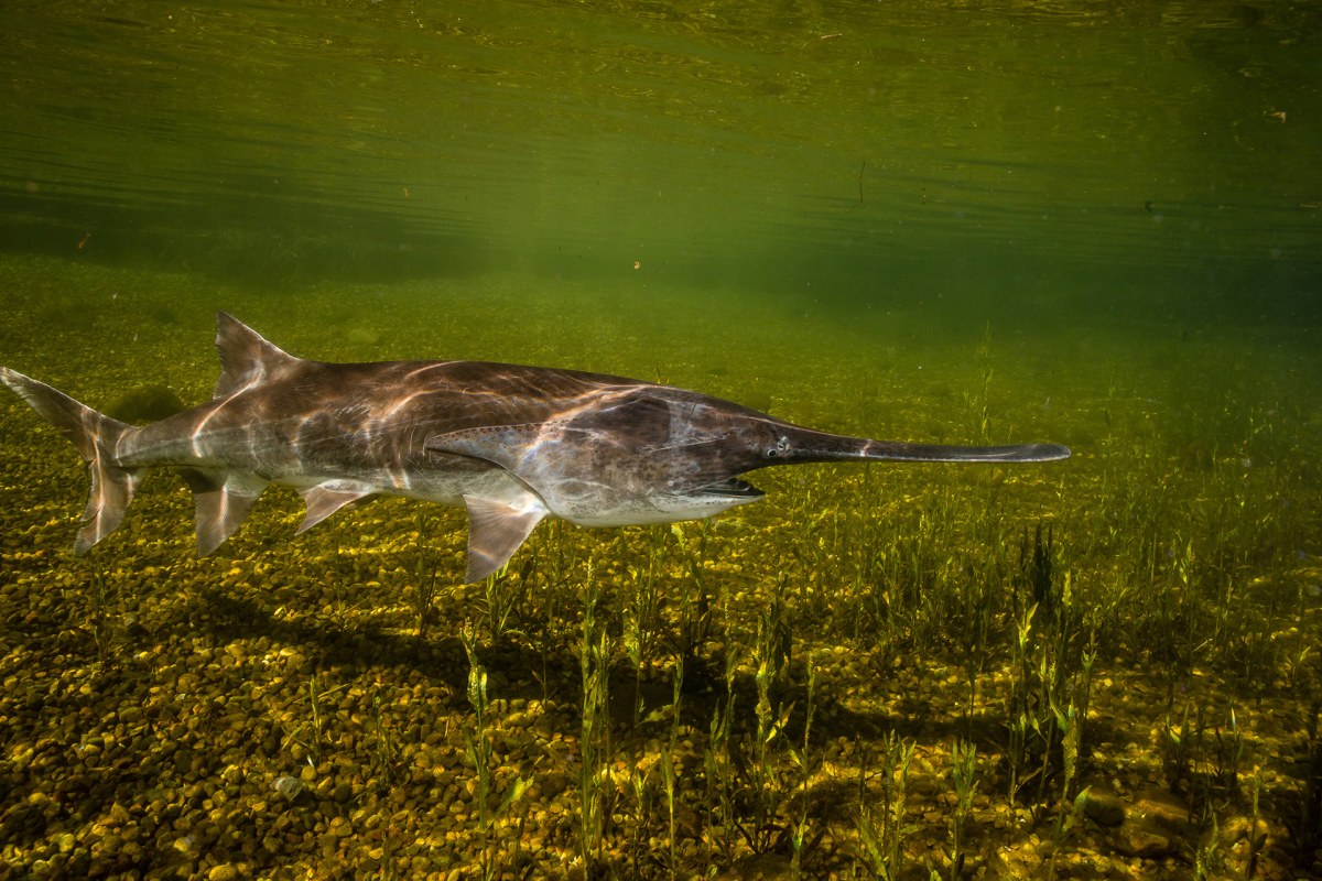  Paddlefish, Hagerty, Ryan/USFWS, Public Domain